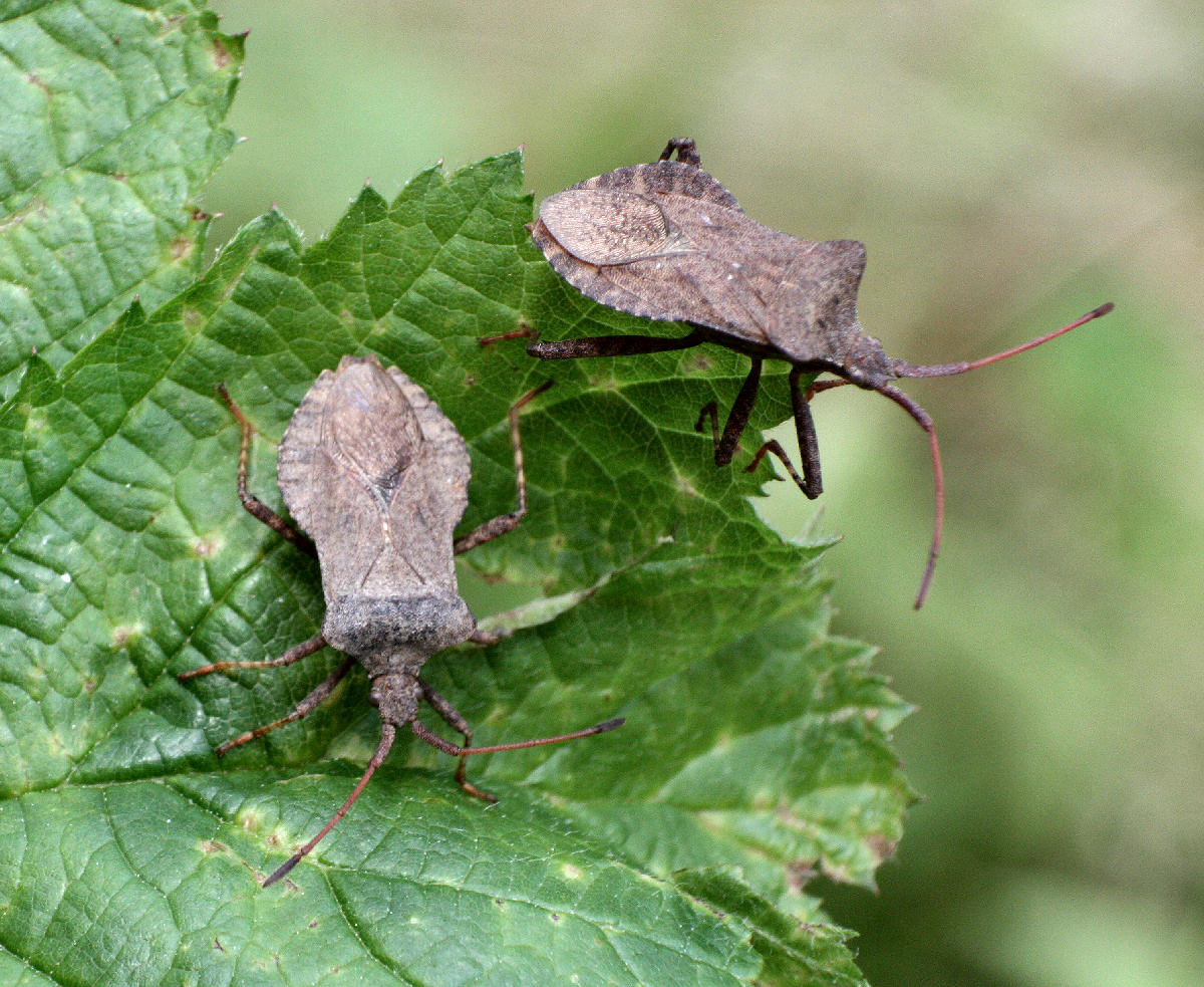 coppia di Coreus marginatus